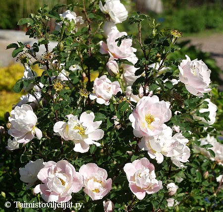 Rosa Spinosissima-Ryhm 'Juhannusmorsian'